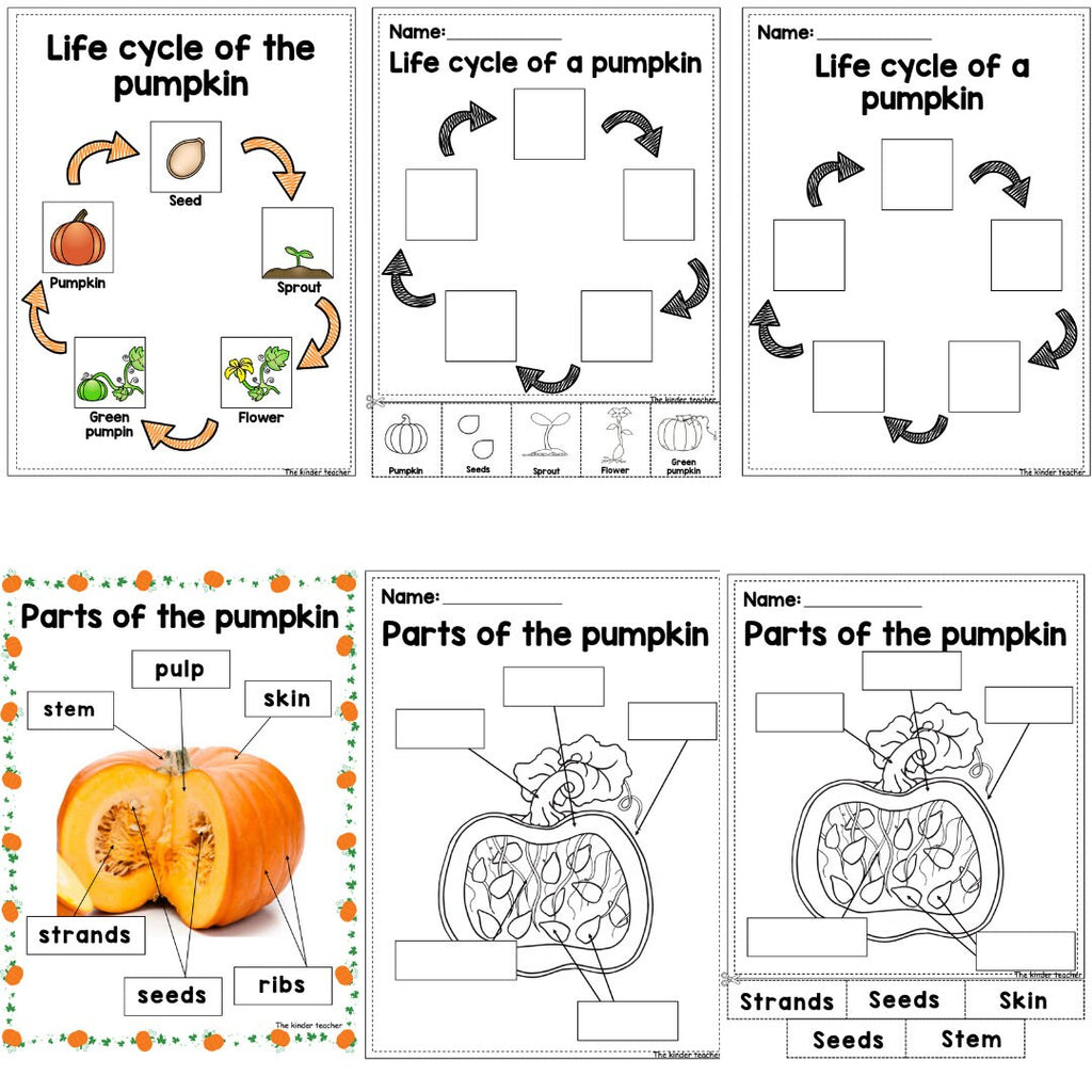 All about pumpkins - Investigation science center for Preschool