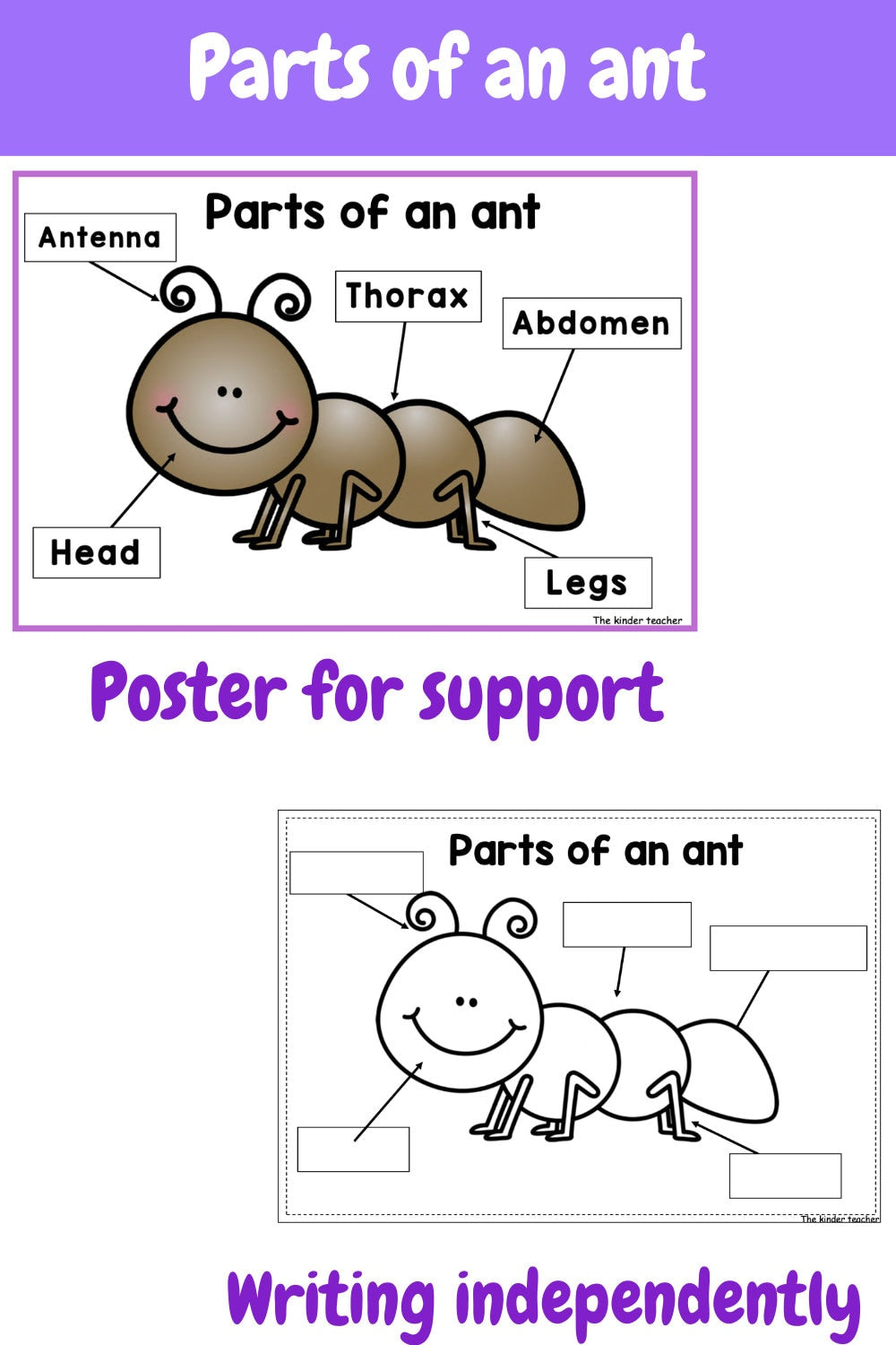 All about insects and minibeasts - Investigation science center for Preschool