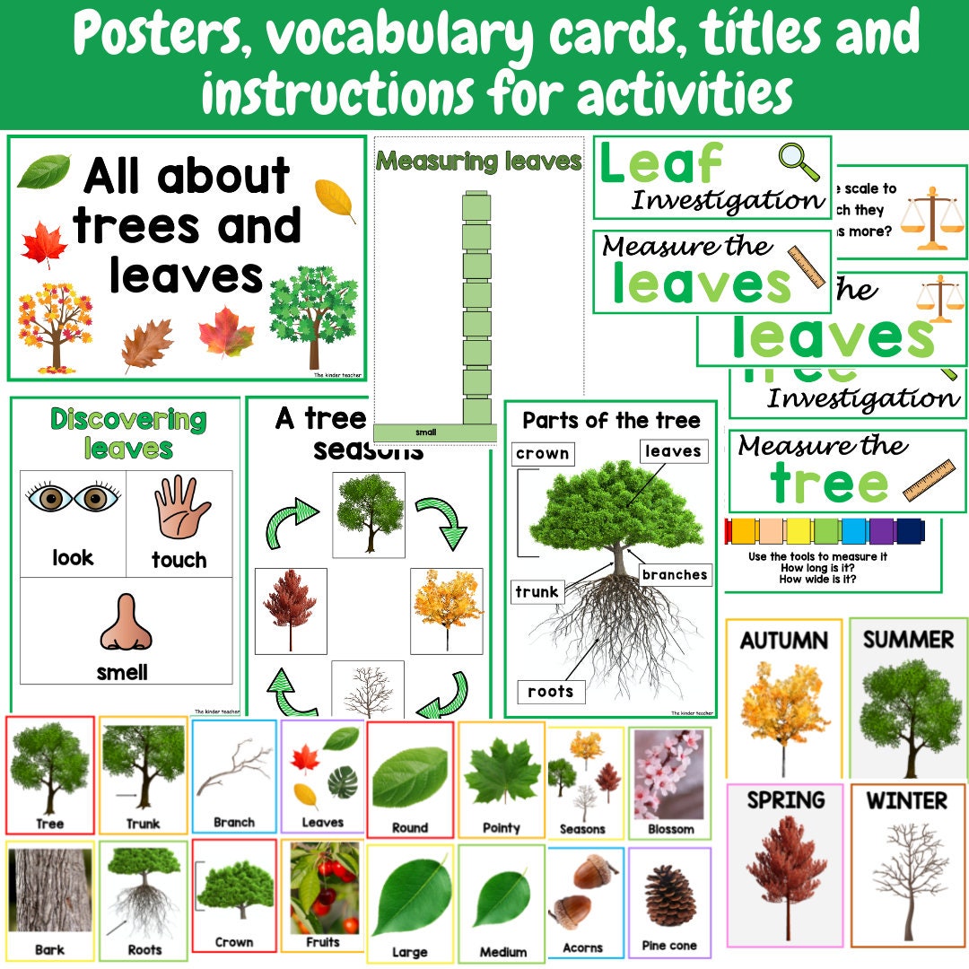 All about trees and leaves - Investigation science center for Preschool