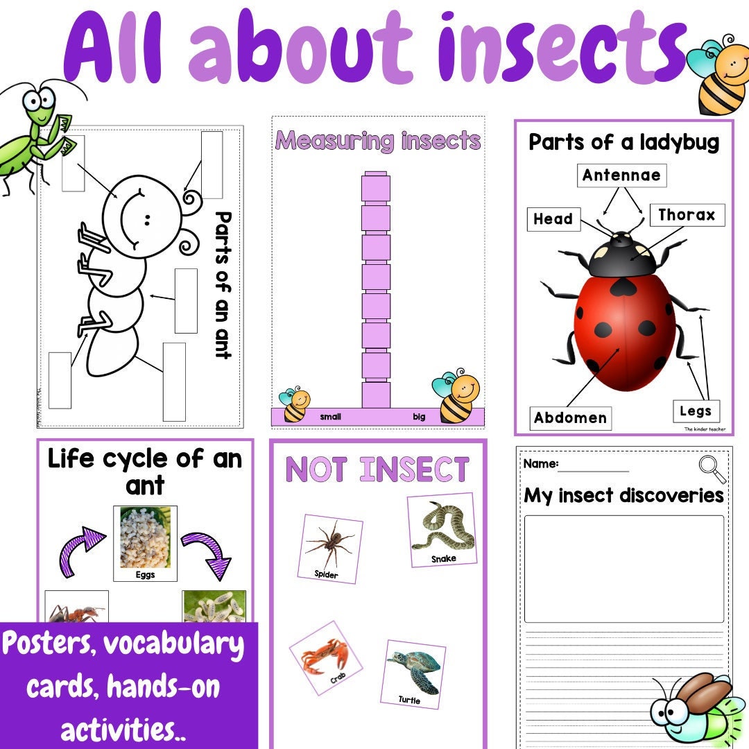 All about insects and minibeasts - Investigation science center for Preschool
