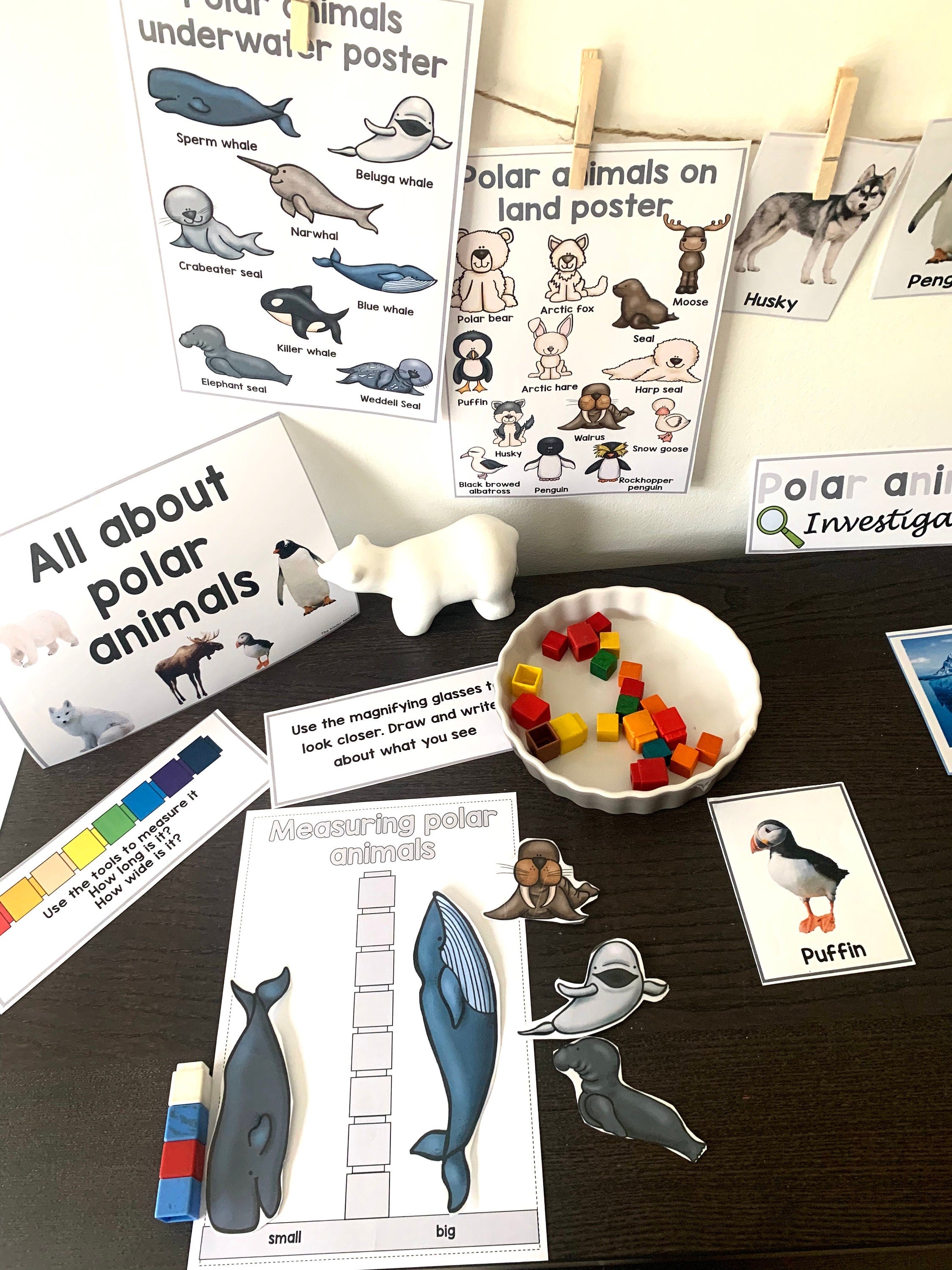 All about polar animals- Investigation science center for Preschool