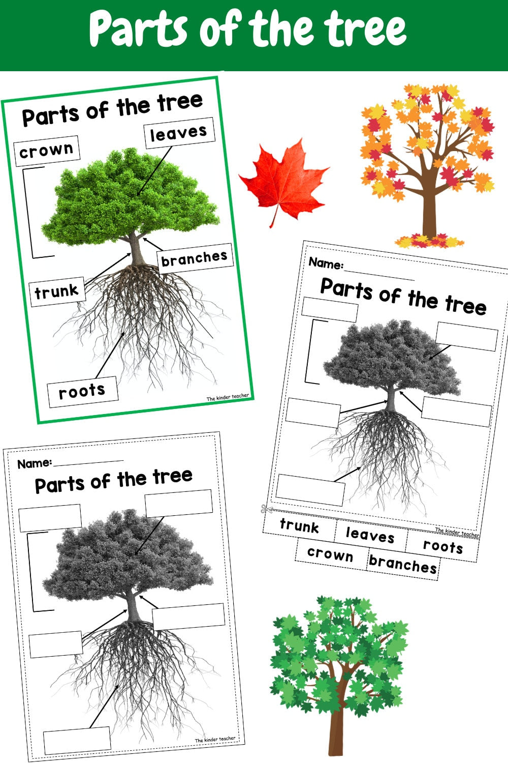All about trees and leaves - Investigation science center for Preschool