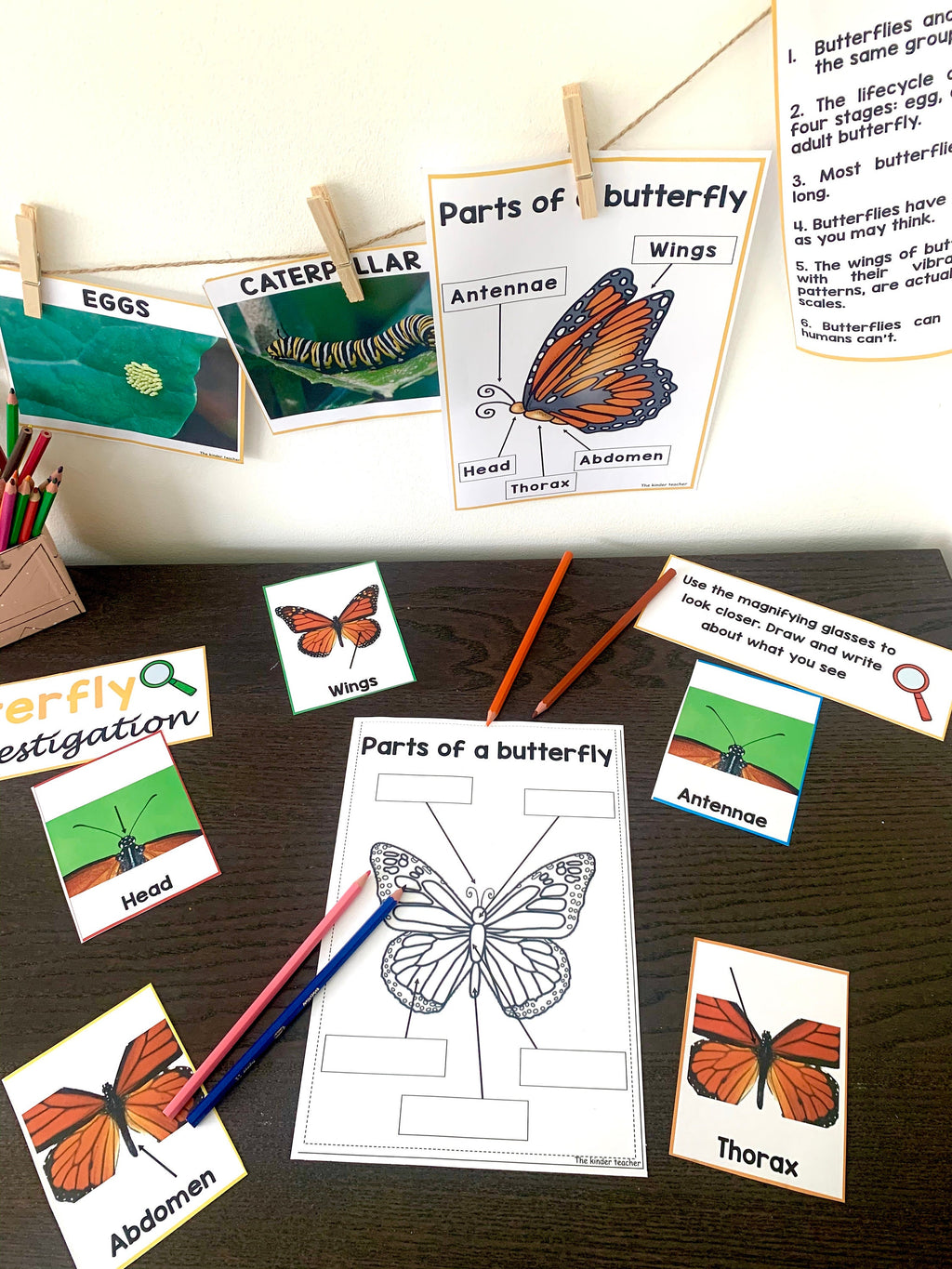 All about butterflies - Investigation science center for Preschool