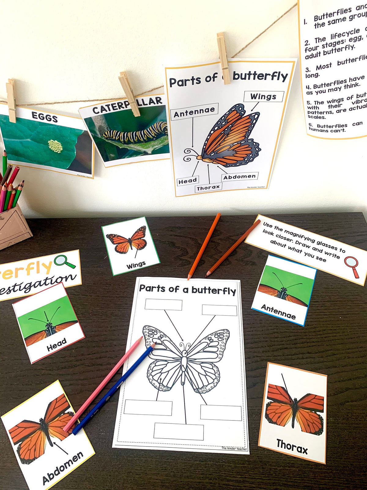 All about butterflies - Investigation science center for Preschool