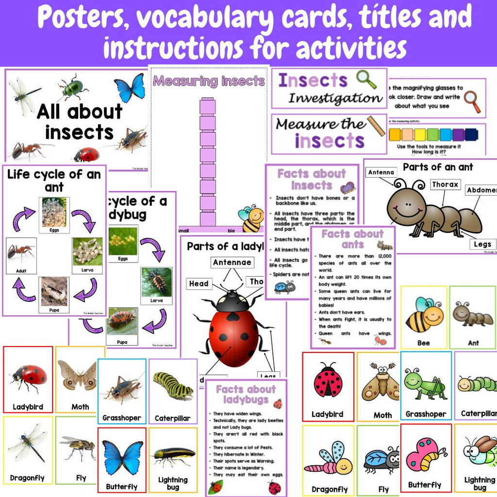 All about insects and minibeasts - Investigation science center for Preschool