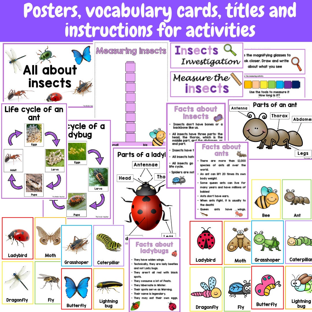 All about insects and minibeasts - Investigation science center for Preschool