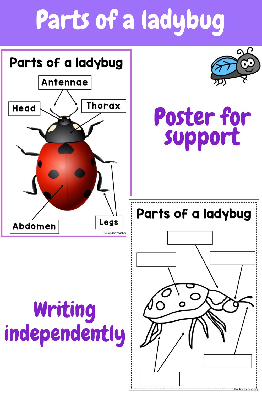 All about insects and minibeasts - Investigation science center for Preschool