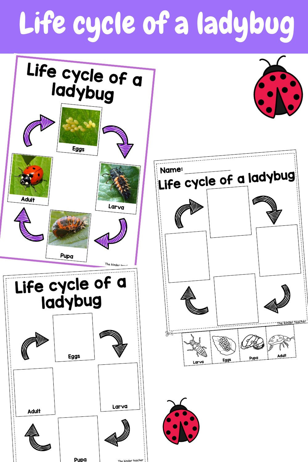All about insects and minibeasts - Investigation science center for Preschool