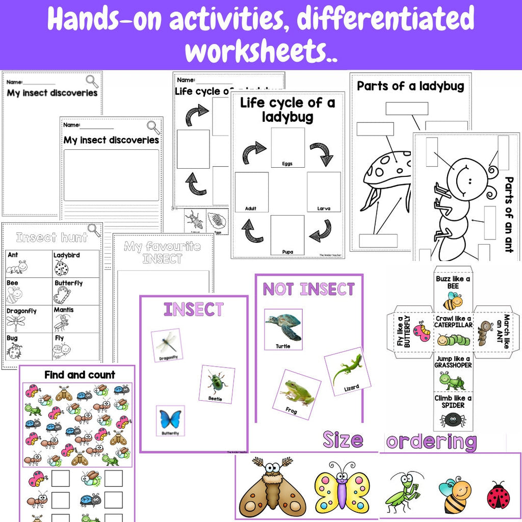All about insects and minibeasts - Investigation science center for Preschool